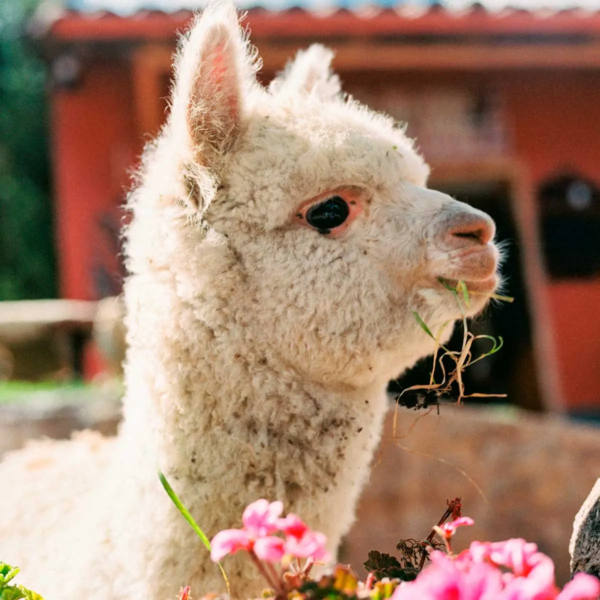 Alpaca at Belmond Machu Picchu hotel, Peru