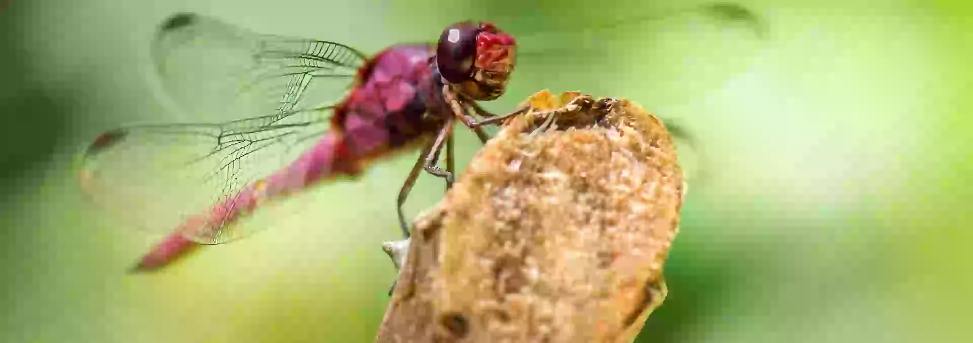 In the photo: wildlife of Suriname