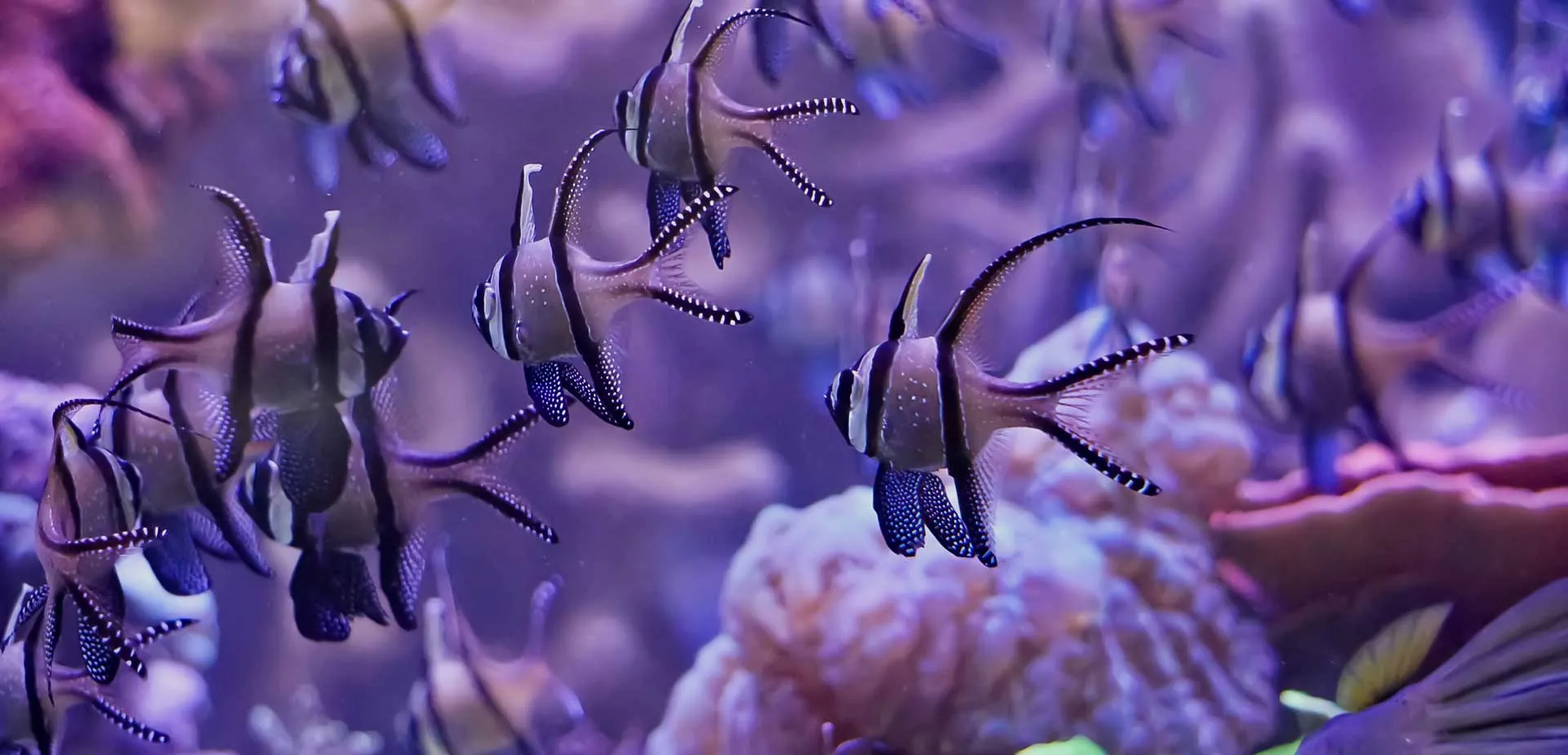 In the photo: scuba diving tours in Latin America