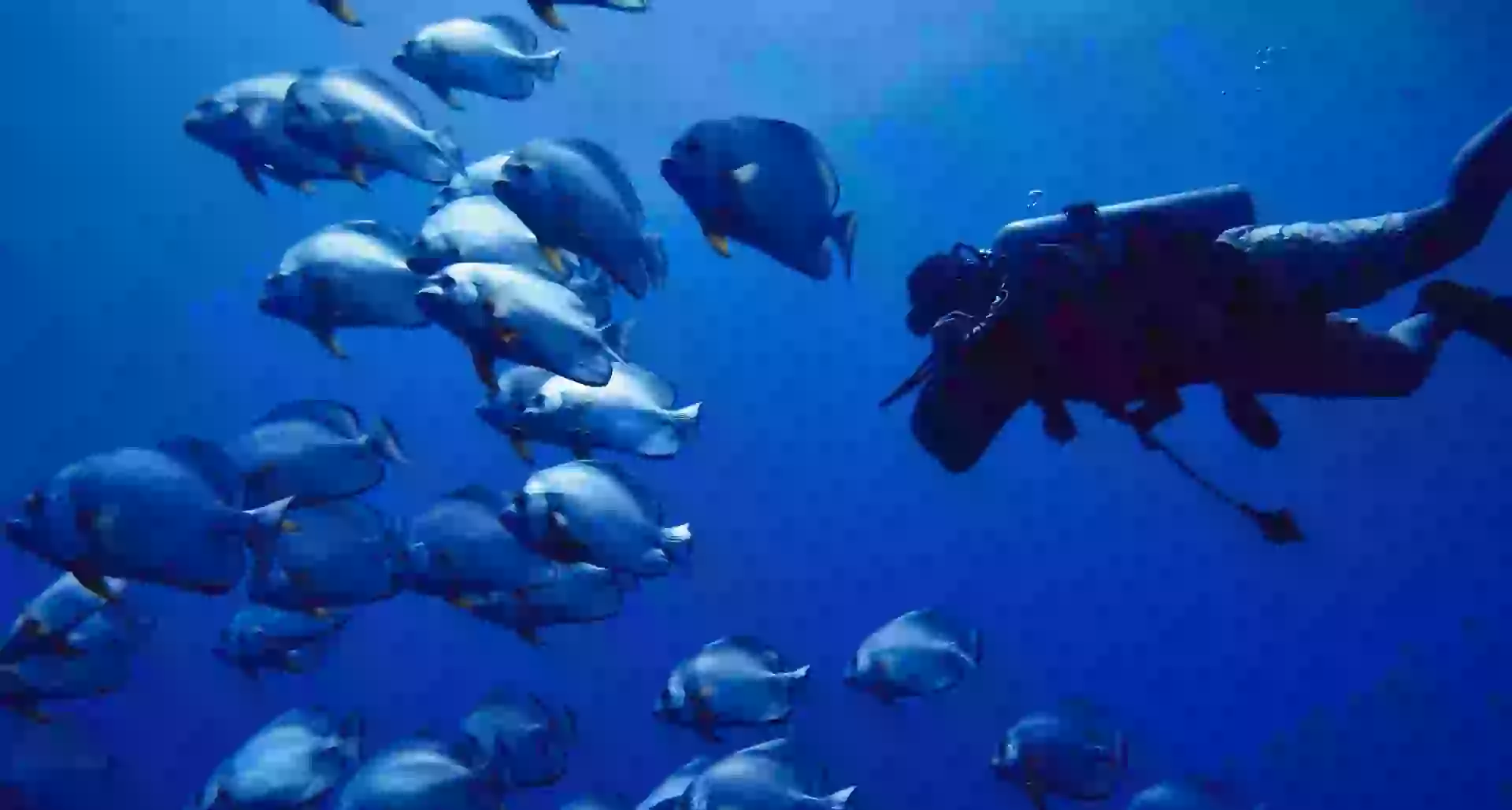 In the photo: scuba diving tours in Latin America