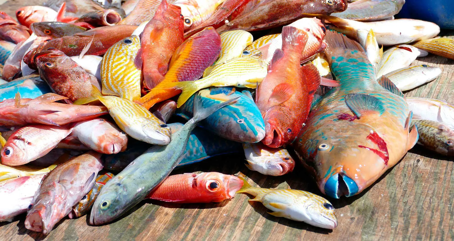 In the photo: fishing tours in Latin America