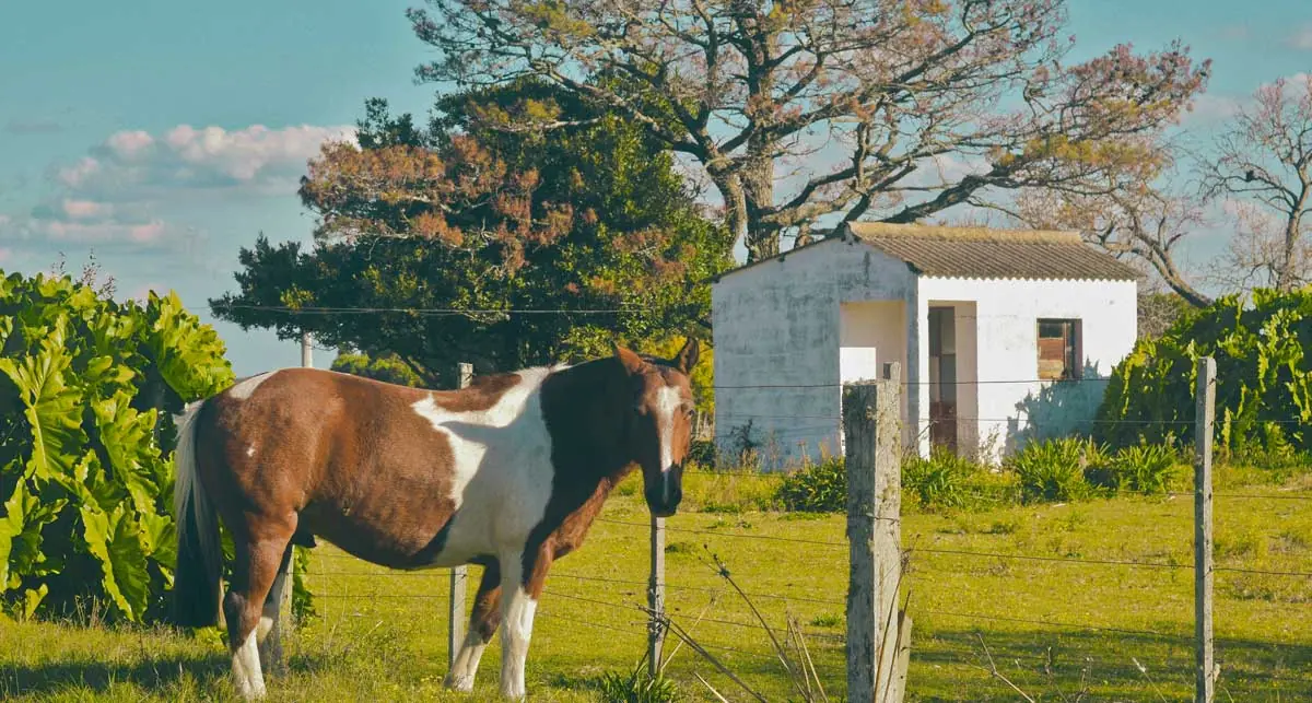 Criollo horse in Uruguay, intangible cultural heritage, gaucho farm