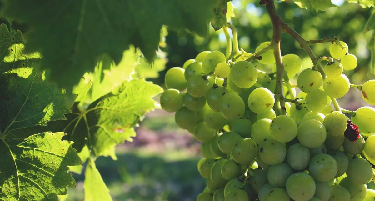 Uruguay vineyards and wine tours
