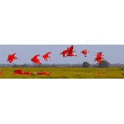 Los Llanos  (0)