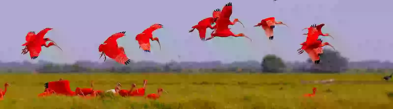 In the photo: the savannas and plains of Los Llanos in Venezuela