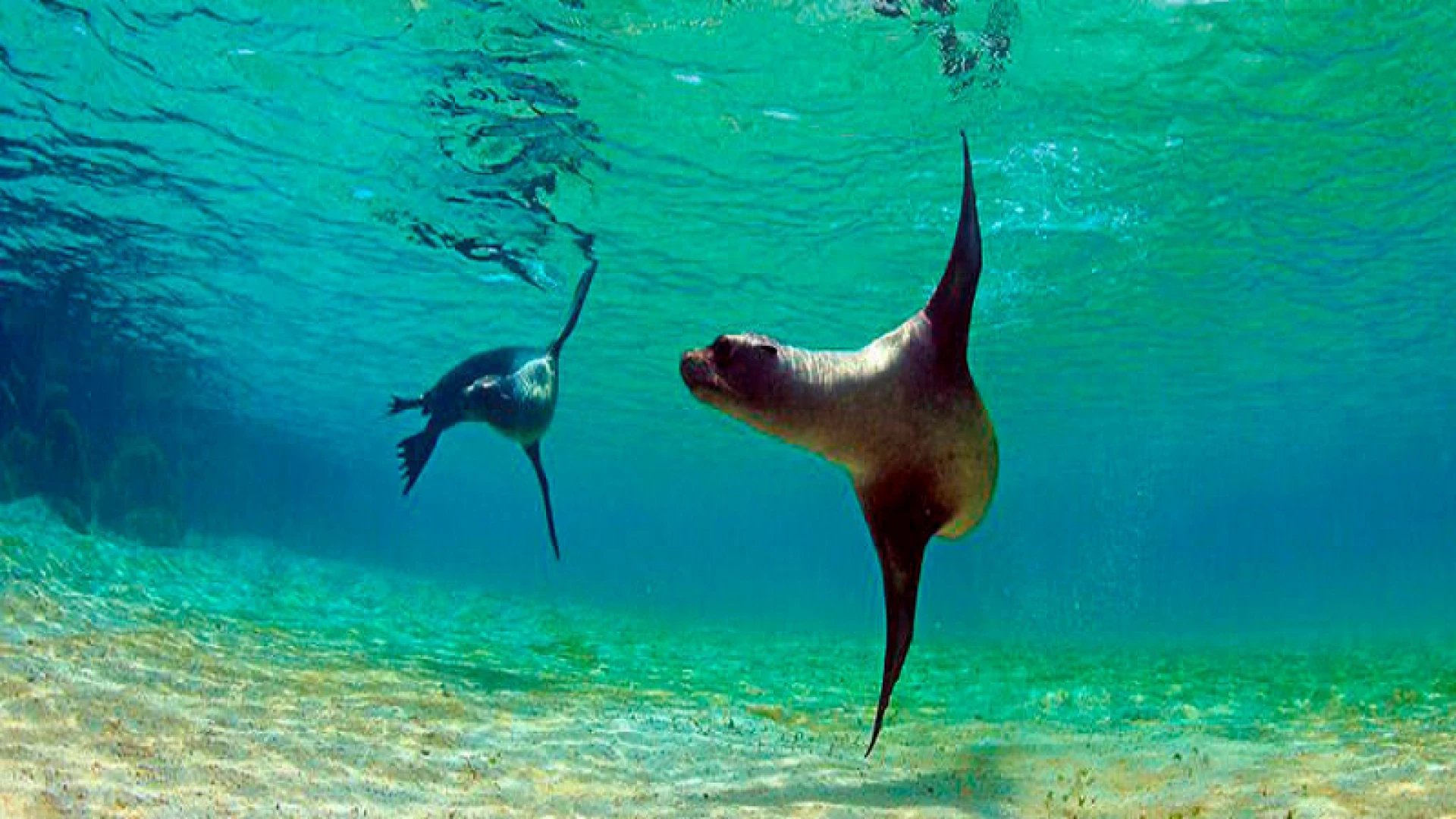 Santa Cruz Island