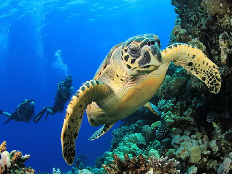 in the photo: Galapagos Islands