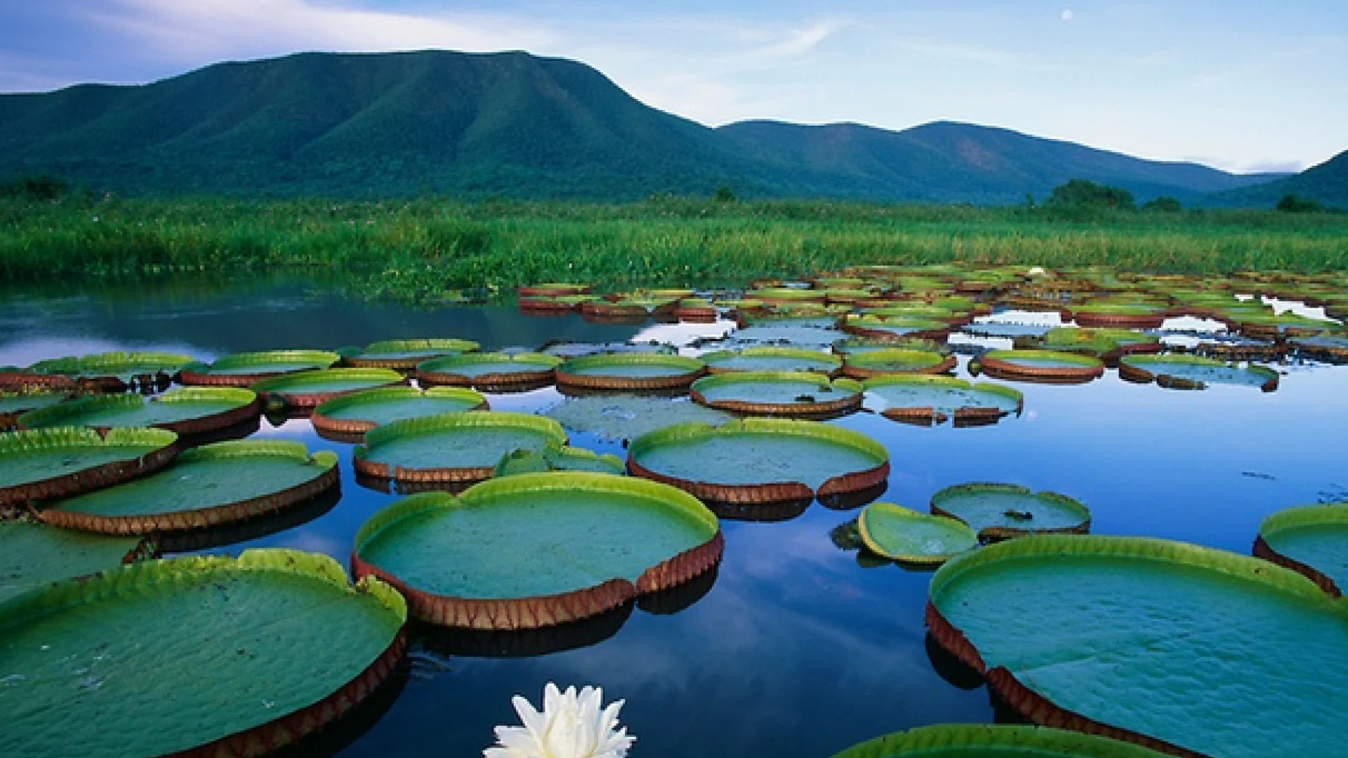 The Pantanal 2025  (4 days/3 nights)