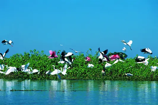 The Pantanal  (4 days/3 nights) -4263