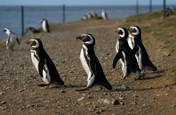 Antarctica Express Air-Cruise