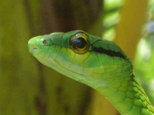 In the photo: flora and fauna of the country of Nicaragua