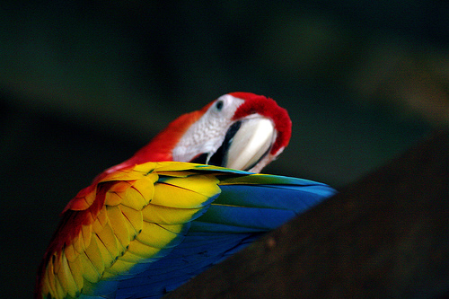 In the photo: a parrot in the forests of Costa Rica