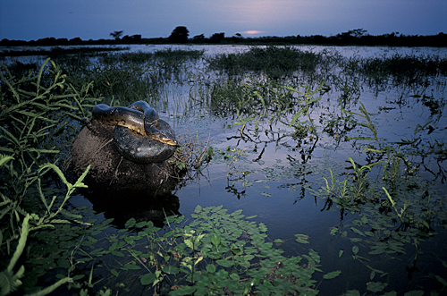In the photo: Orinoco River Delta, Venezuela