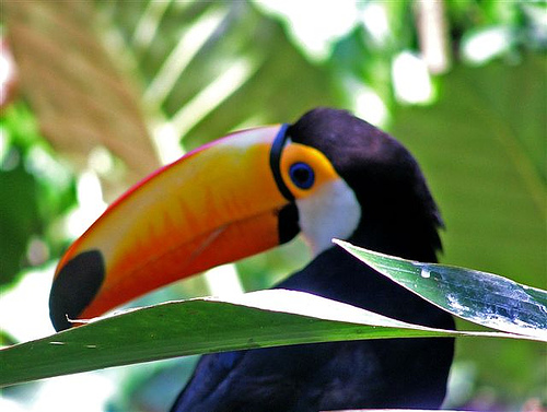 in photo; Bird park in the Iguasu National park in Argentina