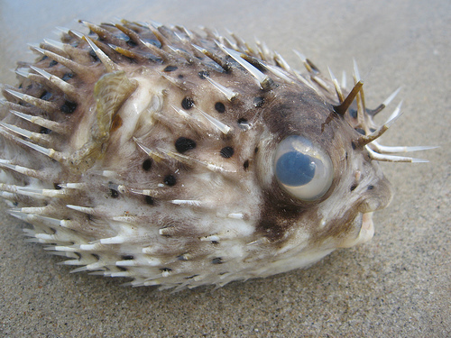 In the photo: Isla Margarita in Venezuela 