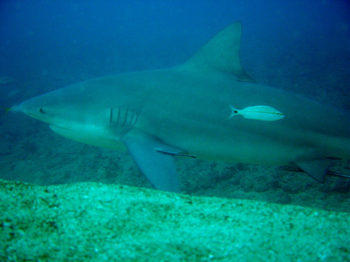 In the photo: diving in Nicaragua