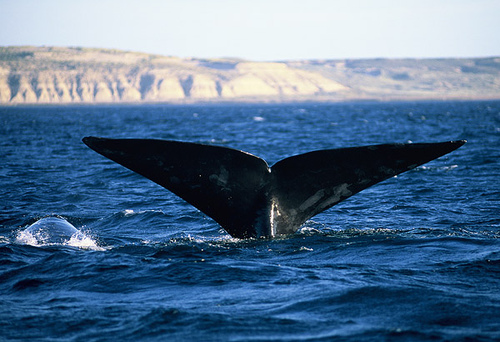 in photo: whale watching in Argentina