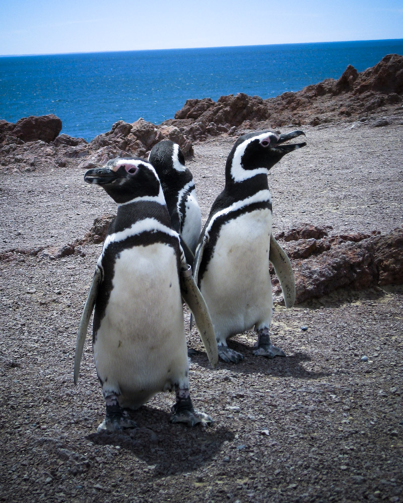 in photo:  Puerto Madryn, Argentina 