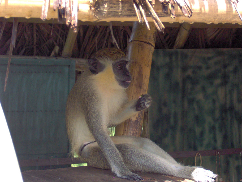 In the photo: ecotourism in Guyana