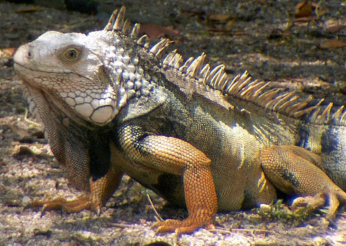 in the photo: resort of Santa Marta in Colombia