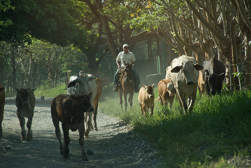 In the photo: the city of Liberia in Costa Rica (Guanacaste province)