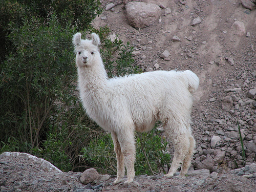 in photo: alpaca in Argentina