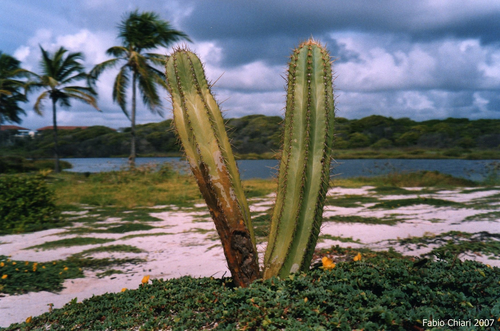 in photo: Brazilian resort Costa do Sauípe 