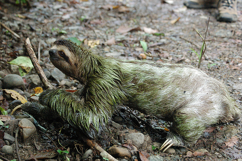 In the photo: a sloth in Nicaragua