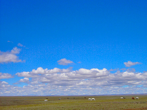 In  photo: Argentine pampas (pampa)