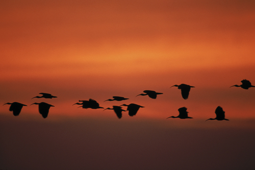 In the photo: Orinoco River Delta, Venezuela