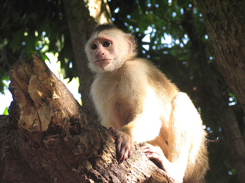 In the photo: Orinoco River Delta, Venezuela