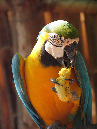 In the photo: Orinoco River Delta, Venezuela