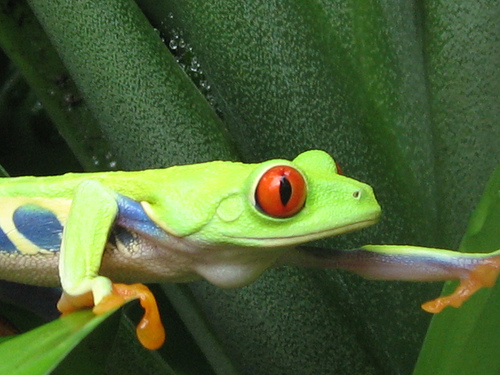 In the photo: a tree frog in the forests of Costa Rica