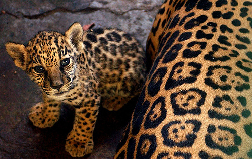 In the photo: cheetahs in Nicaragua