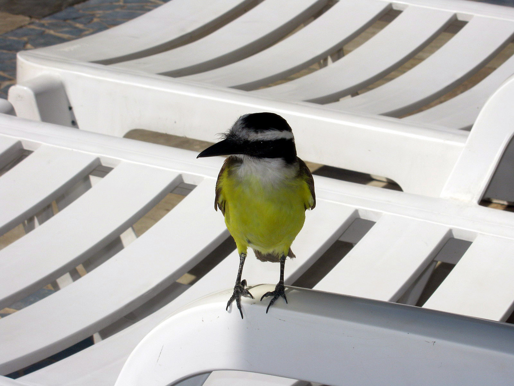 in photo: Brazilian resort Costa do Sauípe 