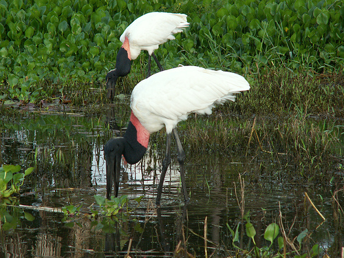 In the photo: Birdwatching on the Paraguay River