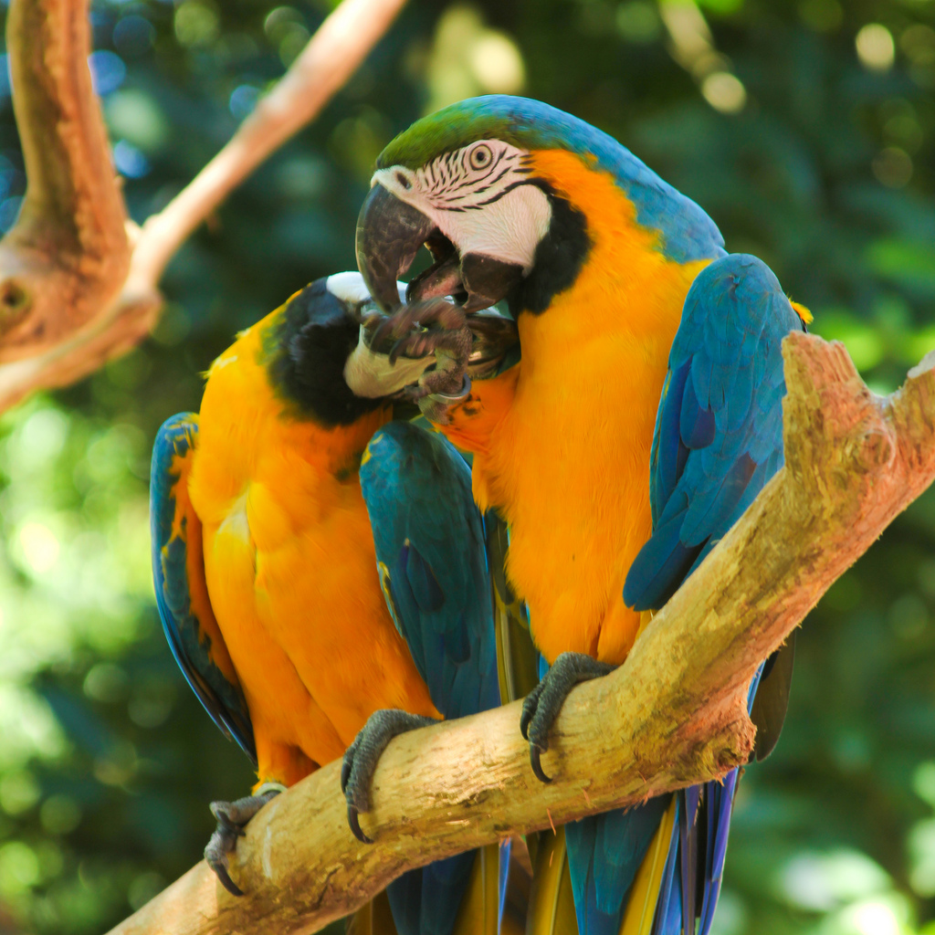 in photo: Bird park in Foz do Iguaçu, Brazil 