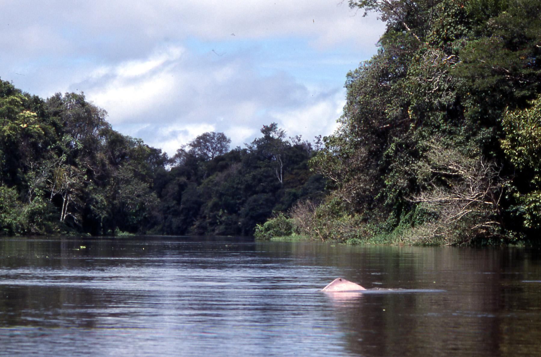  In photo: The river Amazon in Brazil 