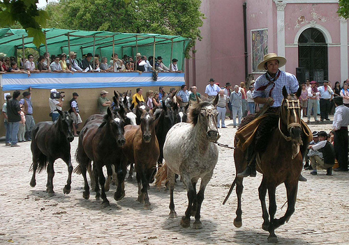 In the photo: the Argentine shepherd Gaucho