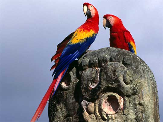 In the photo: ruins of the Maya civilization in Copan