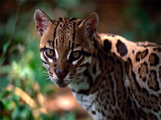 In the photo: the savannas and plains of Los Llanos in Venezuela