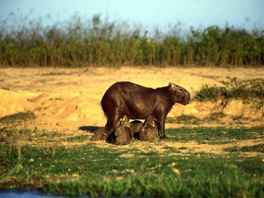 In the photo: the savannas and plains of Los Llanos in Venezuela