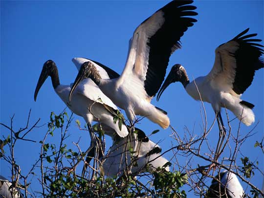 In the photo: the savannas and plains of Los Llanos in Venezuela