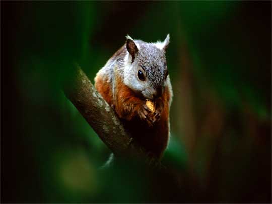 in the photo: Monteverde cloud forests in Costa Rica (Santa Elena)