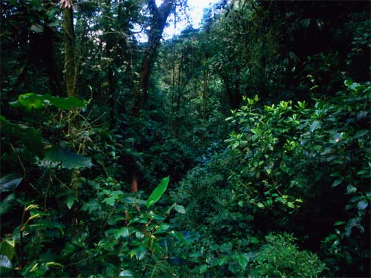 in the photo: Monteverde cloud forests in Costa Rica (Santa Elena)