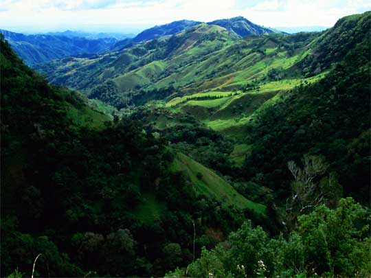 in the photo: Monteverde cloud forests in Costa Rica (Santa Elena)