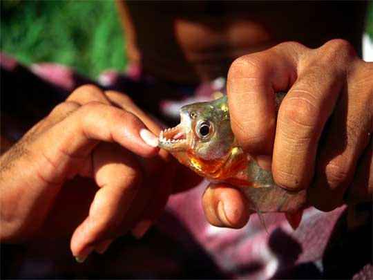  In photo: The river Amazon in Brazil 