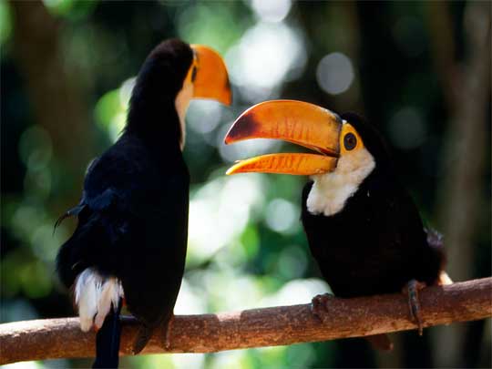 in photo: The Pantanal National park in Brazil 