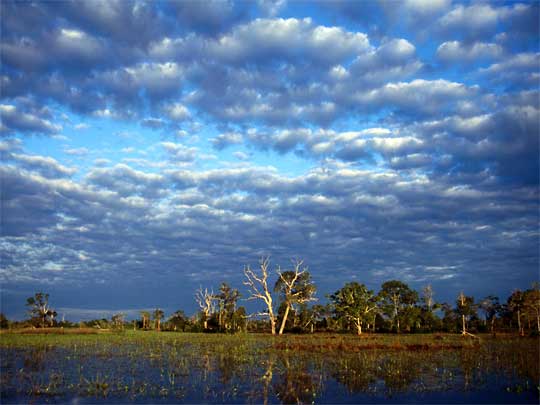 in photo: The Pantanal National park in Brazil 