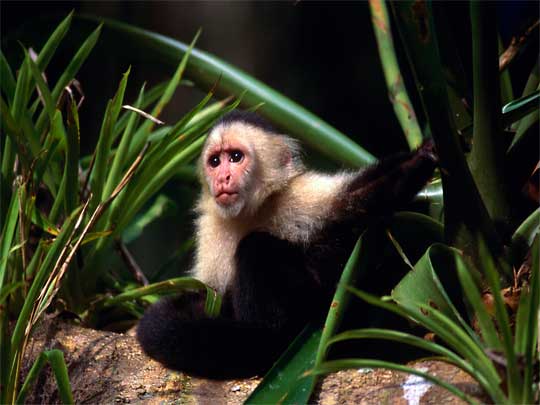 in the photo: Monteverde cloud forests in Costa Rica (Santa Elena)